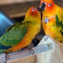 리프패럿 이미지