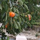 여우목로 이미지