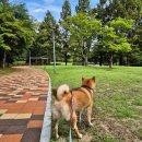 구갈레스피아 게이트볼장 이미지