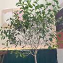 올리브비어 이미지