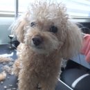 샵댕댕댕 이미지