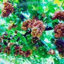 영광포도원 이미지