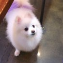 몽언니애견미용실 이미지