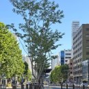 토요코인 부산중앙역 | 토요코인 부산중앙역 트윈룸, 조식주고 짐보관 가능한 부산역 근처 호텔