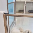 황실 애견미용 살롱 이미지