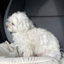 버블리독 이미지