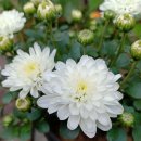 중장년 건강 관리 운동법 이미지