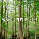 자라는나무 이미지