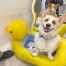 더 빛나개 이미지