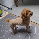 개런티 그루밍 이미지