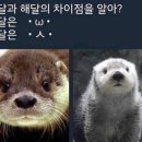 씨 오터스 파이