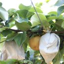 천주농장 이미지