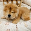 멍스타 김포강아지 분양 이미지