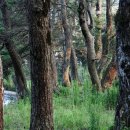 소나무숲 이미지