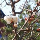 안산미소농장