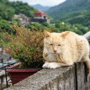 고양이 마을 이미지