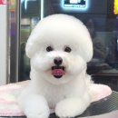 쁘띠 펫 살롱 이미지