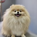 애견미용실 몽 네이버블로그