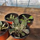 큰돌농장 이미지