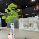 예원꽃집 - 고양시 덕양구 통일로 500 | 제주 개업화분 선물 제주 예원꽃집 내돈내산 후기