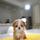 퍼피베베 이미지