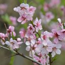 【소도 小桃(花) 〔개복숭아〕】 이미지