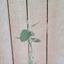 아드레이 이미지