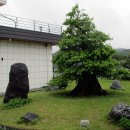 모과나무집 이미지