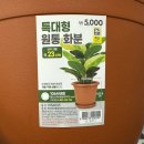 봄맞이 화분갈이 이번에도 다이소에서~ 다이소 대형화분 후기