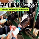 강동로4-5 | 구미 로컬푸드 소비자 체험 후기 풀마실 낙농체험부터 오늘땃데이 딸기농장까지
