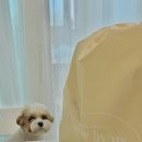 어스펫(US-pet) | 예쁜데 실용성까지 좋은 강아지 이동가방 니어바이어스 플러피봉봉백