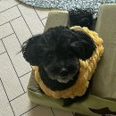 시현펫살롱 이미지