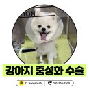 숲속동물병원 | 강아지 중성화 수술 , 보호자가 꼭 알아야 할 실제 과정 _ 화성 새솔동 숲속동물병원