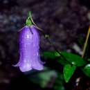 금강초롱 이미지