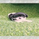 보람애견 이미지