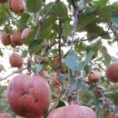 (판매종료)(가격인하)우박맞은 부사 사과 싸게 팝니다. 이미지