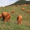 토종한우농장 이미지