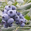 비당농장 이미지