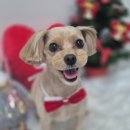 아모르 댕 이미지