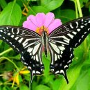 나비 한살이 이미지