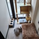 포레스트 캣호텔 | [천안 아산] 고양이를 마음 편히 맡길 곳을 찾고 있다면 포레스트캣호텔로!