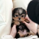 미유펫 강아지애견미용 이미지