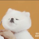 오드리펫 이미지