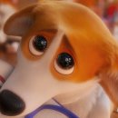 프린스 코기 이미지