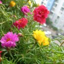 송이송이 이미지