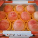 백도 Daum카페