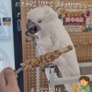 리프패럿광진구 | 강변역 리프패럿 앵무새카페 아이랑 구의동 광장동 갈만한 곳 앵무새 먹이주기 체험