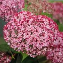 2025년 8월 24일 교회소식 이미지