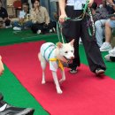 미정농장 | 핌피 입양제 in 부산 다녀온 후기