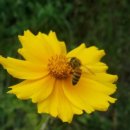 불수성풍천장어 이미지